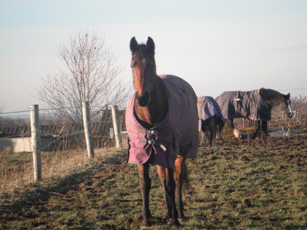 Rug Rubbing The Horse Forum