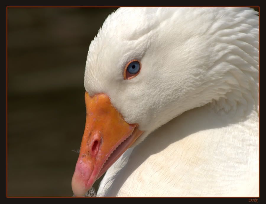 Fotografie