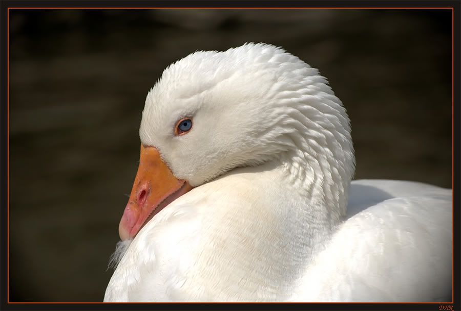 Fotografie