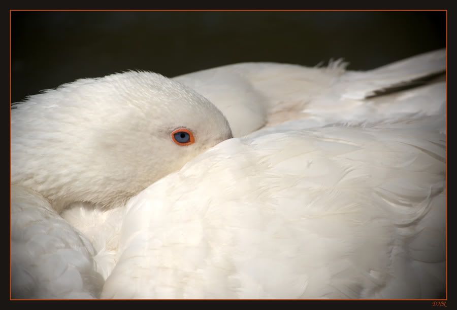 Fotografie