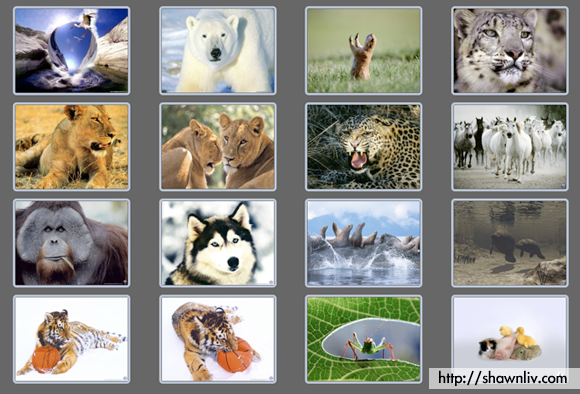 animals wallpaper. of Animals wallpapers