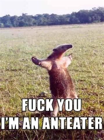 Anteater.jpg