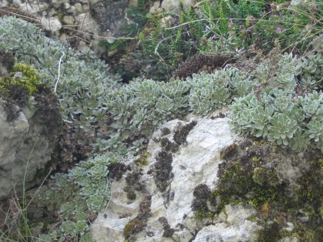 Saxifraga paniculata în Cheile Oltetului