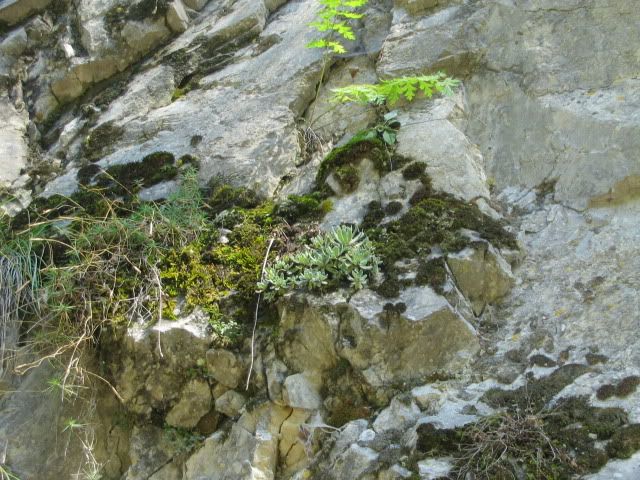 Saxifraga paniculata in Cheile Bistritei