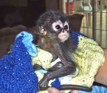 http://i443.photobucket.com/albums/qq158/hjaxmacs/spider-monkey-0001.jpg