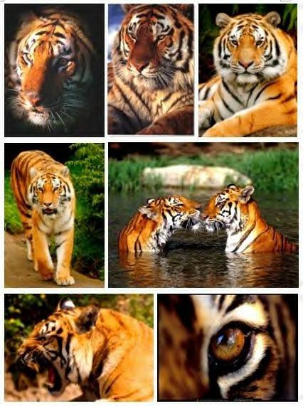 tigers Pictures, Images and Photos