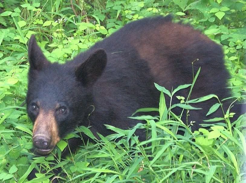 bear10.jpg