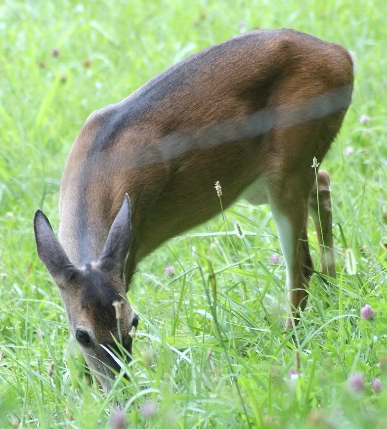 deer3.jpg