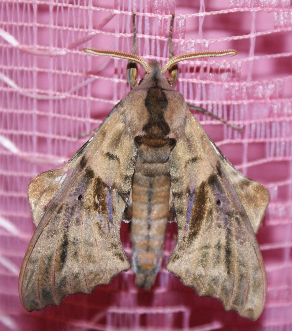 moth9.jpg