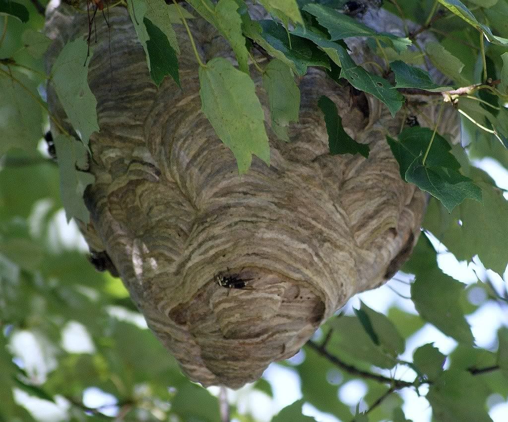 nest13.jpg