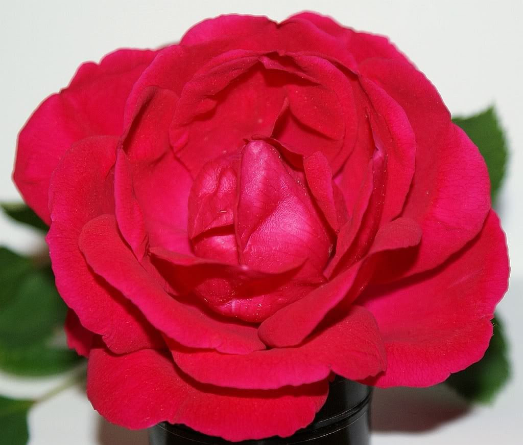 rose30.jpg