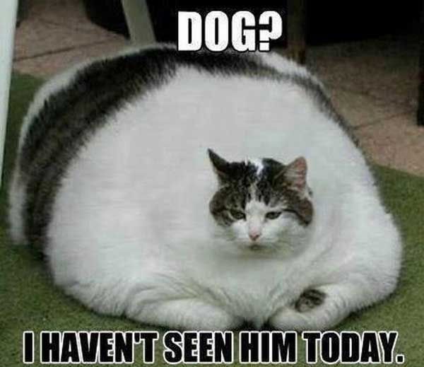 funny-fat-cat-pictures-21.jpg