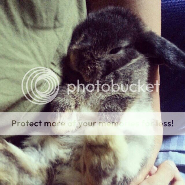  photo 05-rabbit.jpg