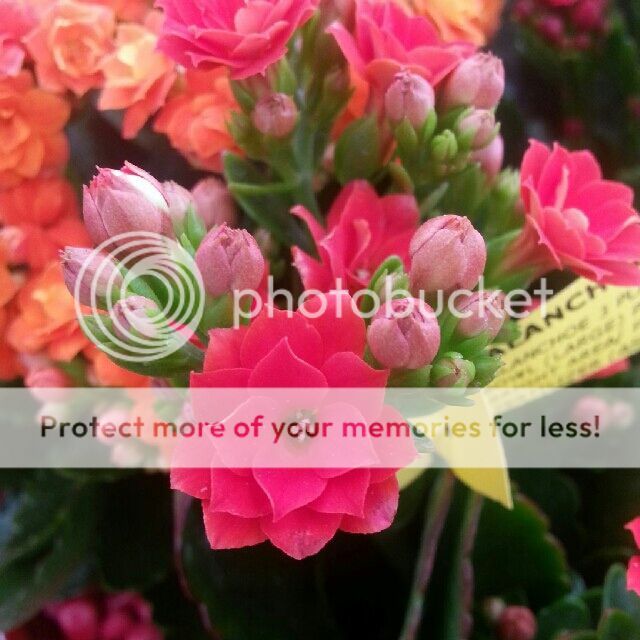  photo 01-flower.jpg