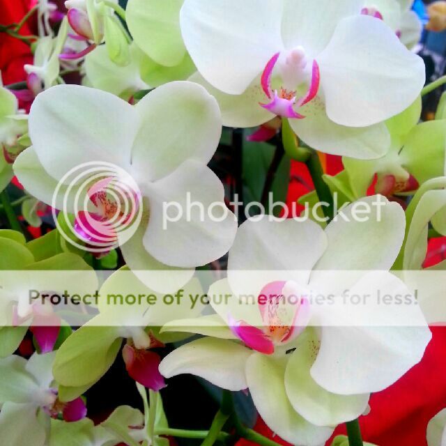  photo 02-orchid.jpg