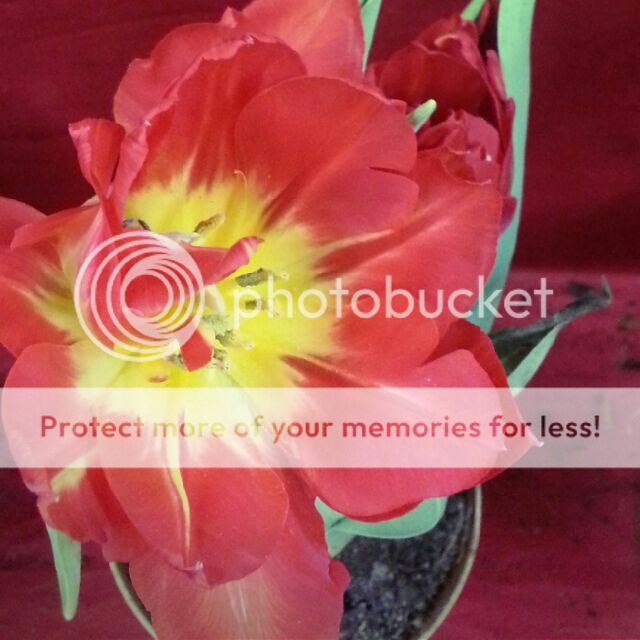  photo 01-tulip.jpg
